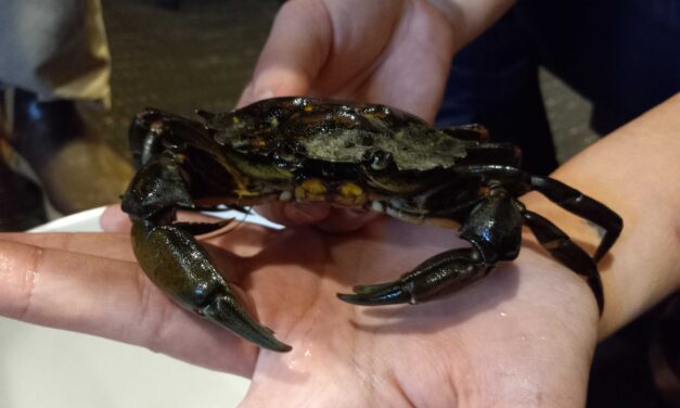 A statewide task force is trying to stop the spread of highly invasive green crabs in Southeast Alaska — and they need your help