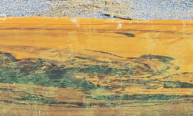 Cause of red tidal waters in Southern Southeast explained