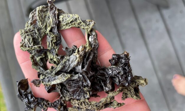 Alaska harvesters and scientists share concern over black seaweed
