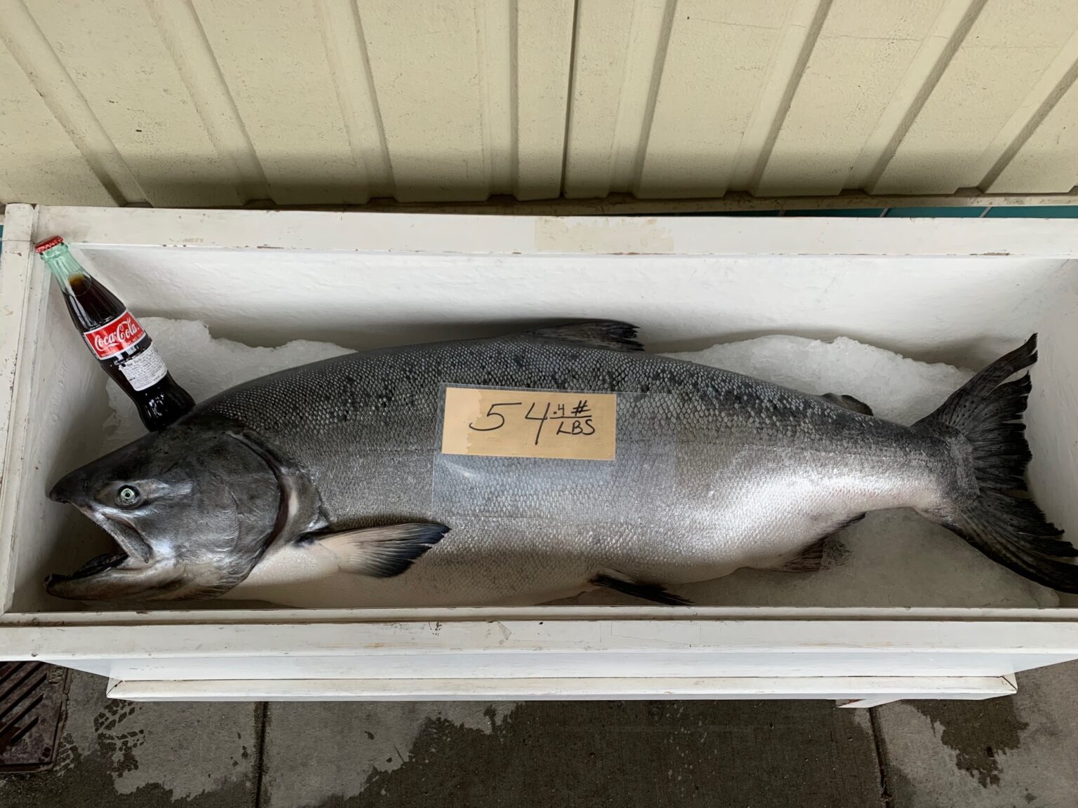 State studies the potential for hatcheryonly king salmon sport