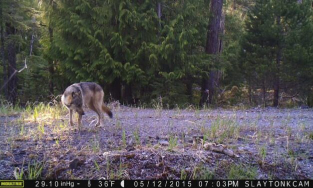 Prince of Wales wolf trapping season limited to 31 days, managers cite threat of inbreeding