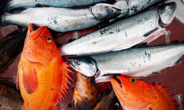 Southeast Alaska yelloweye rockfish fishery remains shuttered in 2024