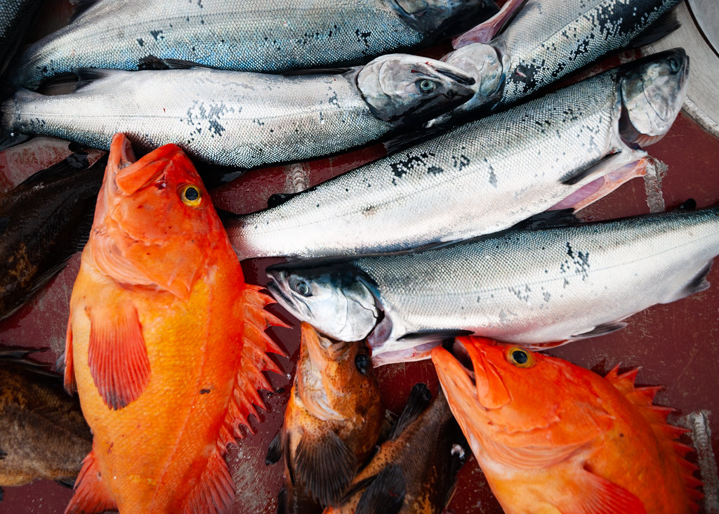 Southeast Alaska yelloweye rockfish fishery remains shuttered in 2024 - KRBD