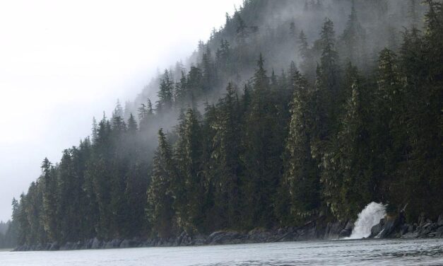 Forest Service moves forward with old-growth logging project on Prince of Wales Island