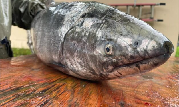 NOAA extends public comment period for petition to put king salmon on the endangered species list