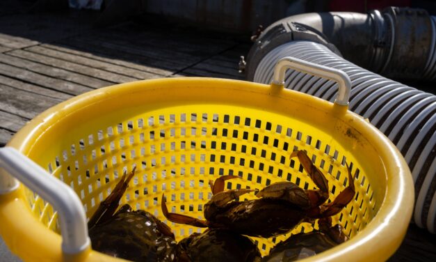 Ketchikan man pleads guilty to theft of crab pots