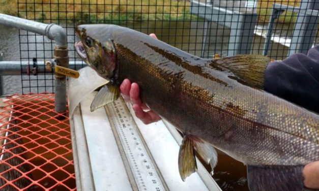 Metlakatla’s tribally-owned salmon hatchery receives federal funding