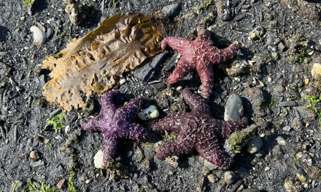 Exploring the diverse and extraordinary life of Southeast Alaska’s tide pools