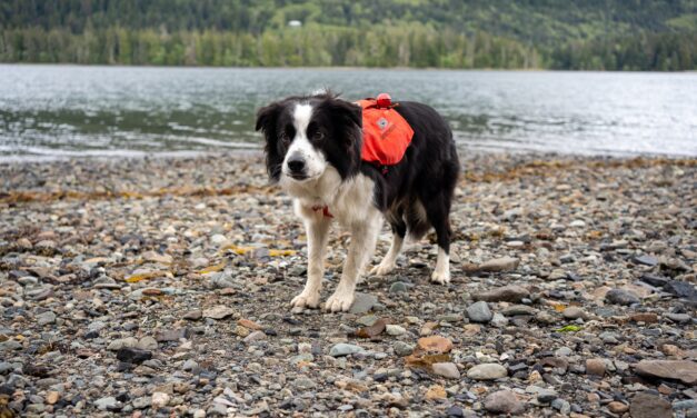 A dog on Prince of Wales Island is helping to conserve wolves by tracking their poop