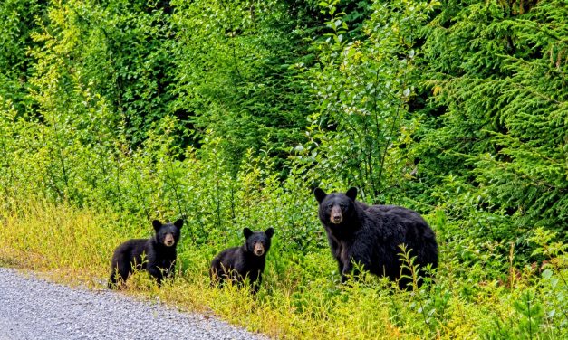 Southern Southeast Alaska Photo of the Day