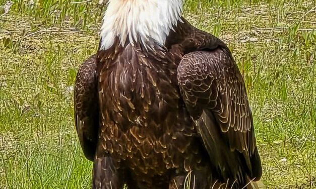 Southern Southeast Alaska Photo of the Day