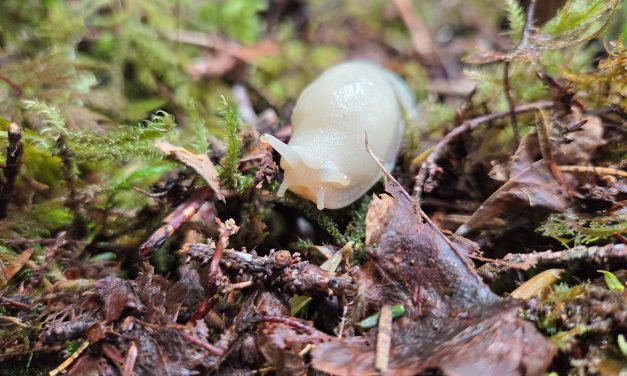 Southern Southeast Alaska Photo of the Day