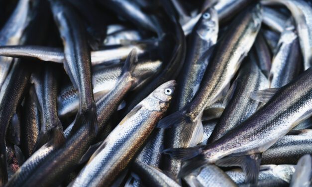 Federal Subsistence Board officially designates Ketchikan as rural, opening residents up to new harvest opportunities