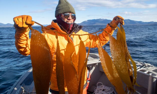 New Ketchikan company aims to kick-start Alaska kelp industry