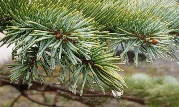 Ketchikan breaks daily rain record May 1