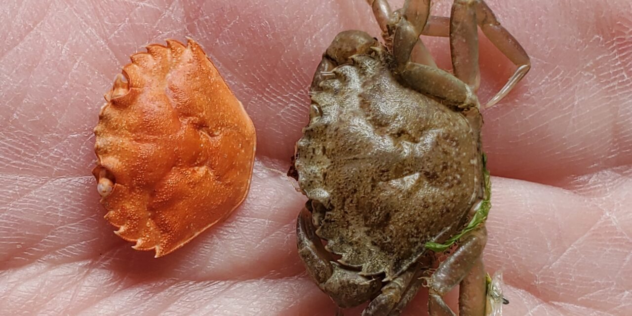 Invasive green crabs found on popular Ketchikan beach