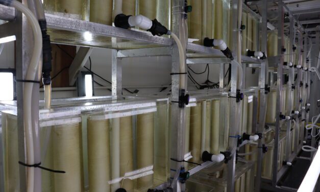 Kelp and oyster seed hatchery expansion could be coming to Ketchikan