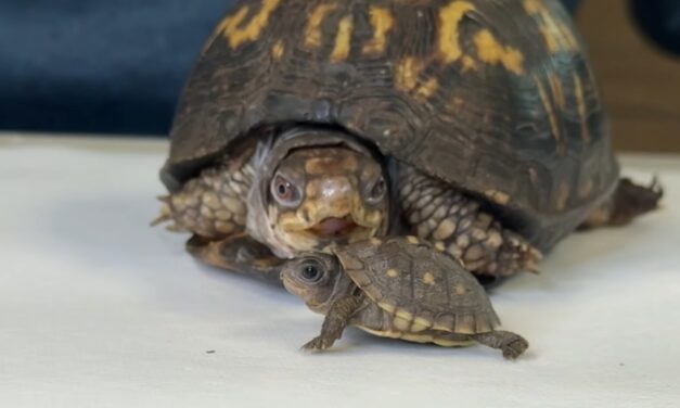 For 50 years, Rockalina the turtle lived on a kitchen floor. Now she has a new friend