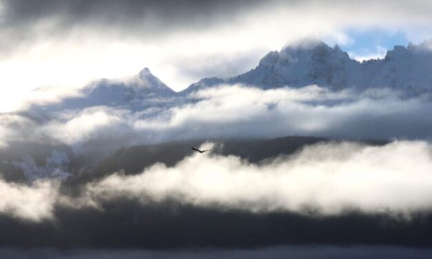 What’s happening with Alaska’s largest bald eagle congregation? It’s hard to say