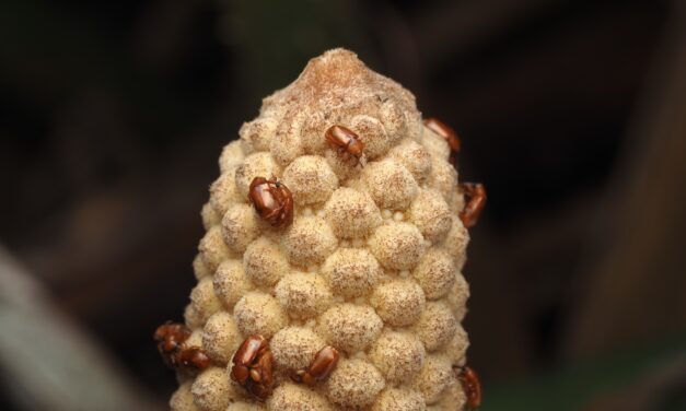 Forget flowers: These ancient plants attract pollinators by getting hot