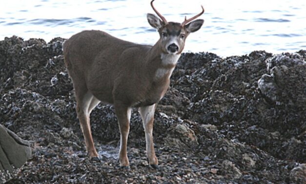 Alaska Board of Game to consider upping nonresident bag limit for Sitka-area deer