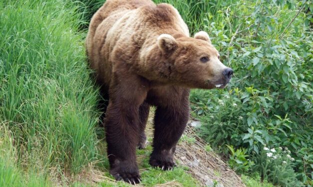 Alaska doctor identifies first ‘seal finger’ infection linked to brown bear