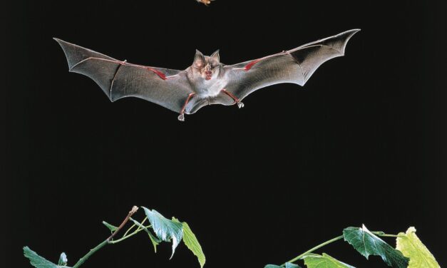 Vaccinating bats could be good for people. But how do you vaccinate a bat?