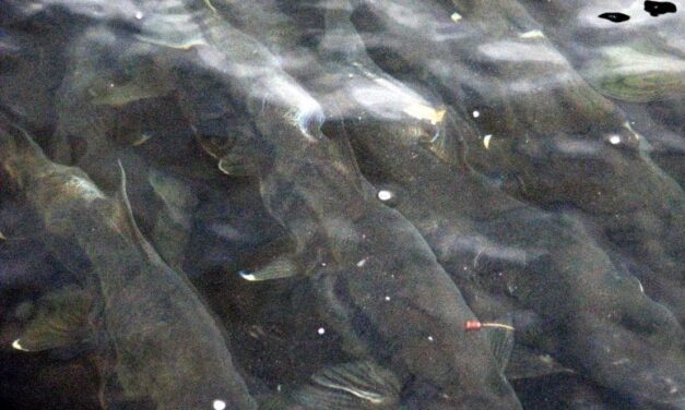 Board of Fish rejects proposals to reduce hatchery pink and chum production