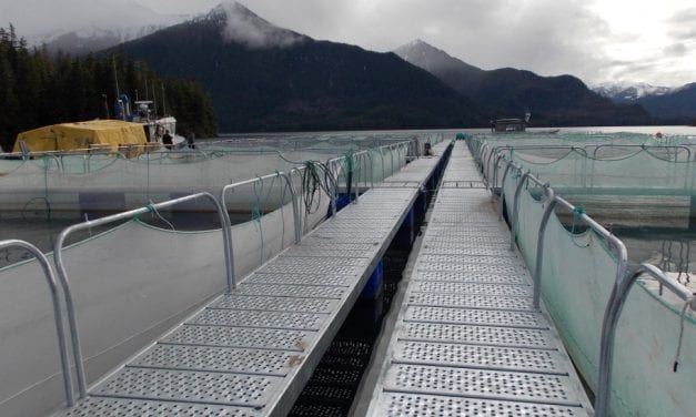 Board of Fish to consider limiting pink and chum hatchery production and changes to trawl gear