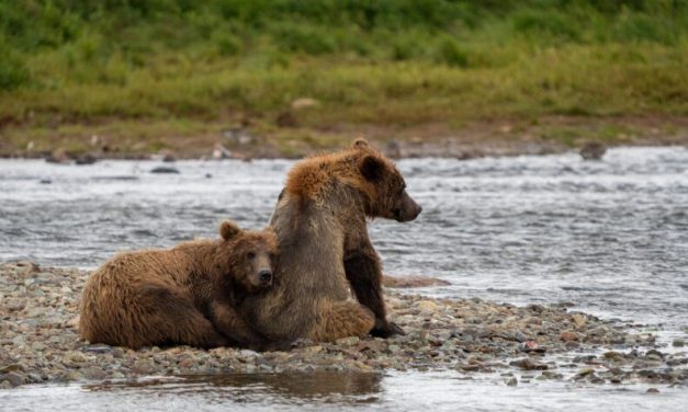 Critics of Alaska bear-culling program seek court order to block its resumption