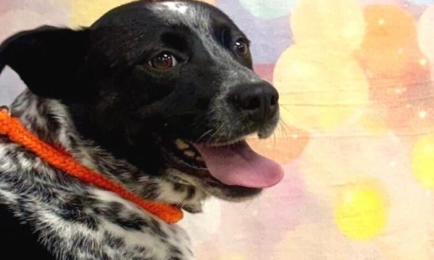 Second surviving dog recovered in Mat-Su cruelty case; borough names special investigator