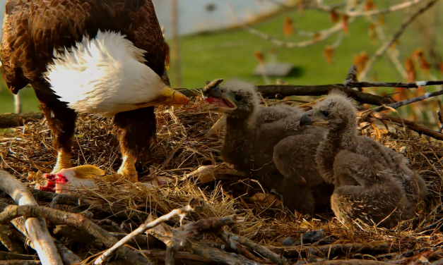 Like soap operas, 75 feet up: How bald eagle nest cams hook online communities