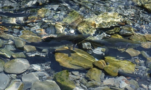 Biologists forecast a reduced Alaska commercial salmon harvest