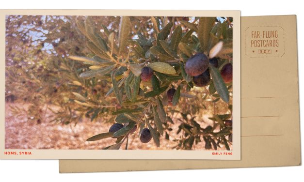 Greetings from Syria, where a postwar olive harvest offers a long-lost taste of home