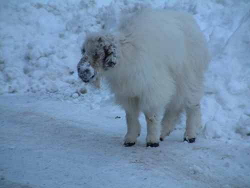 After third mountain goat dies from contagious skin infection, signage goes up on popular Juneau hiking trails