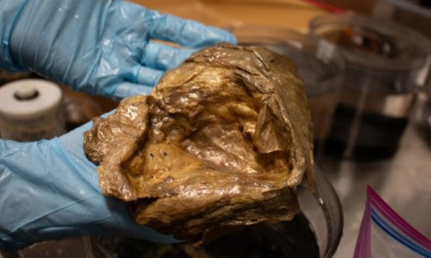 Scientists identify mysterious ‘golden orb’ discovered off Alaska’s coast