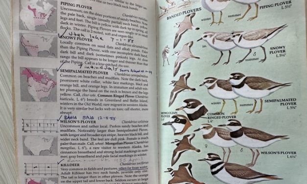 Birding in Alaska | Talk of Alaska