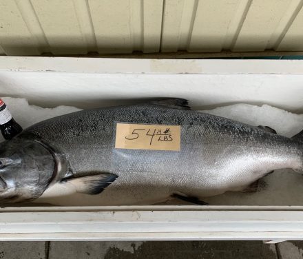 Southeast back to an average harvest goal for king salmon after last year’s low