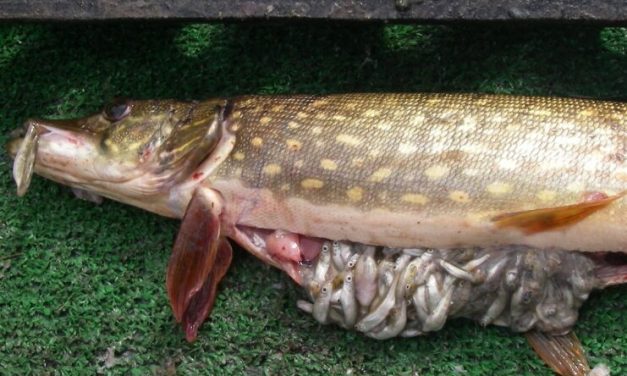 Higher temperatures spur Alaska’s invasive pike to eat more, a bad sign for salmon