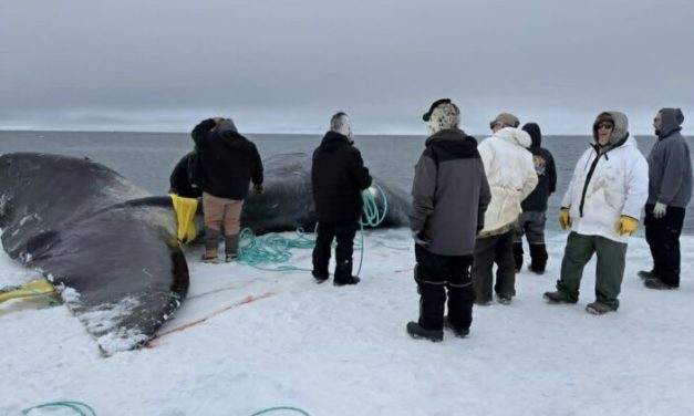 Spring whaling in Utqiagvik is off to a late start due to unusual ice conditions