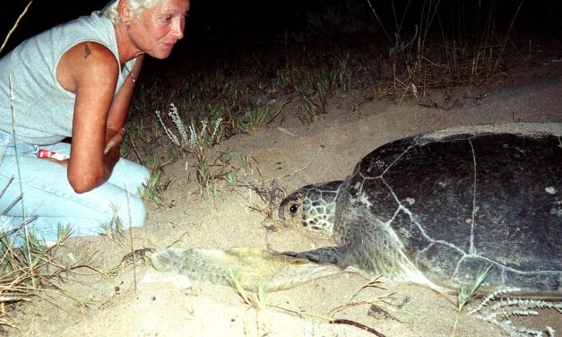 Leading Lebanese conservationist dies after Israeli airstrike on her home