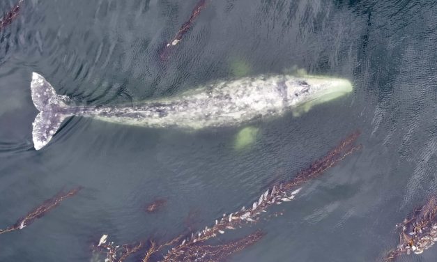 ‘What we’re seeing is adaptation’: scientists study influx of gray whales into Sitka Sound during herring spawn