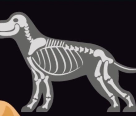 Pet owners rally for x-ray machine!