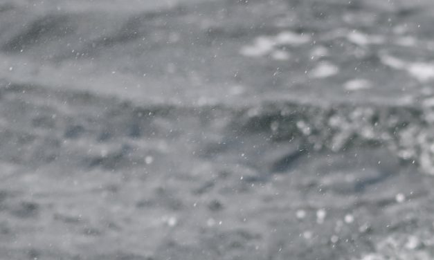 Video: Scientists watch orcas ram a sunfish so hard it explodes