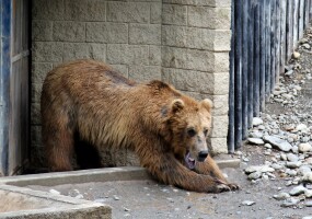 Kitty the bear moved to new facility after attack at Alaska Zoo