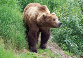 Anchorage runner injured in bear attack near Prospect Heights trailhead