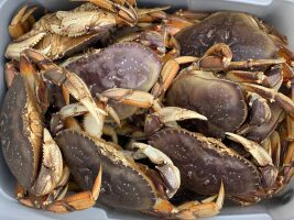 Low catches close Southeast commercial Dungeness crab season three weeks early
