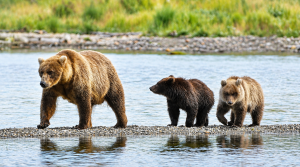 For the first time, Fat Bear Week fans can vote for entire bear families