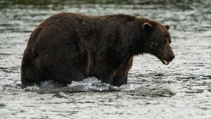 It’s Fat Bear Week. Meet this year’s heavyset hopefuls