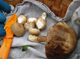 Foraging in Anchorage | Hometown, Alaska